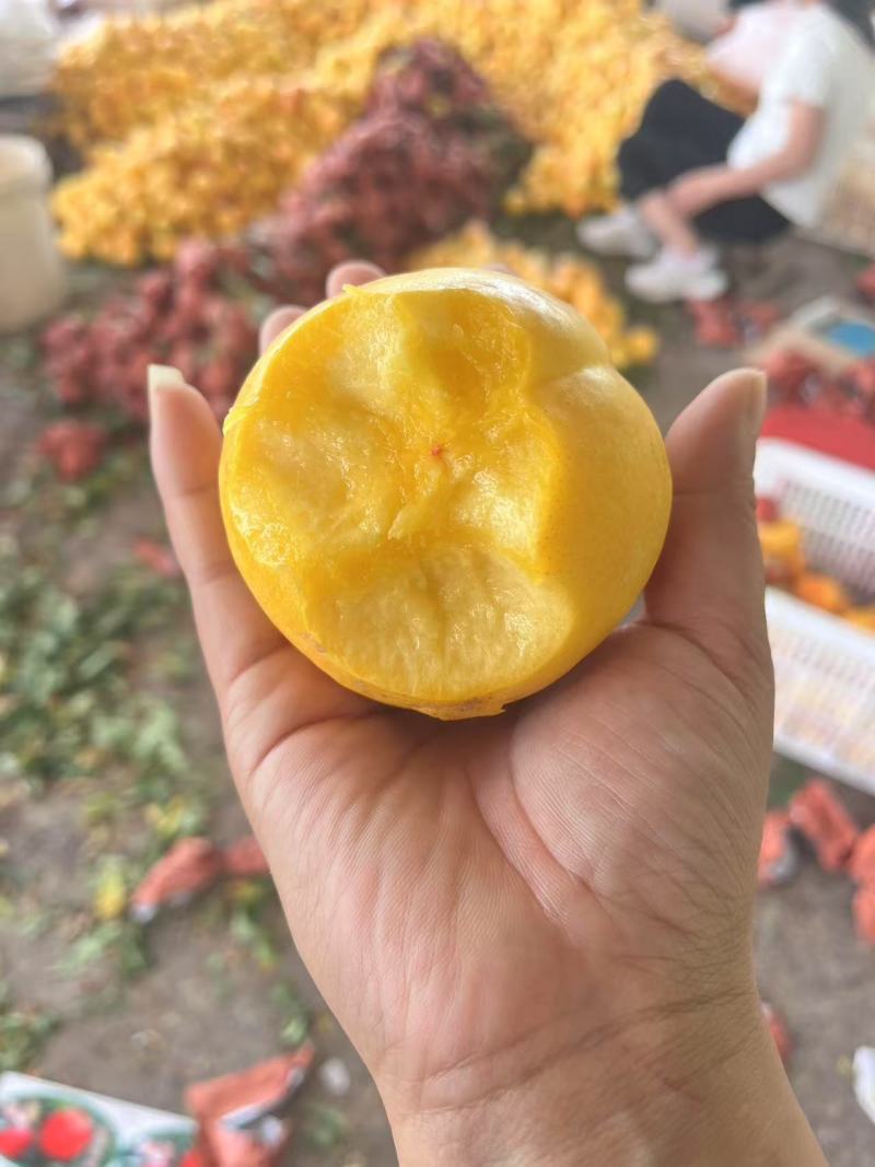 【实力】山东精品黄油桃/山东黄桃/个头均匀产地直发价美好