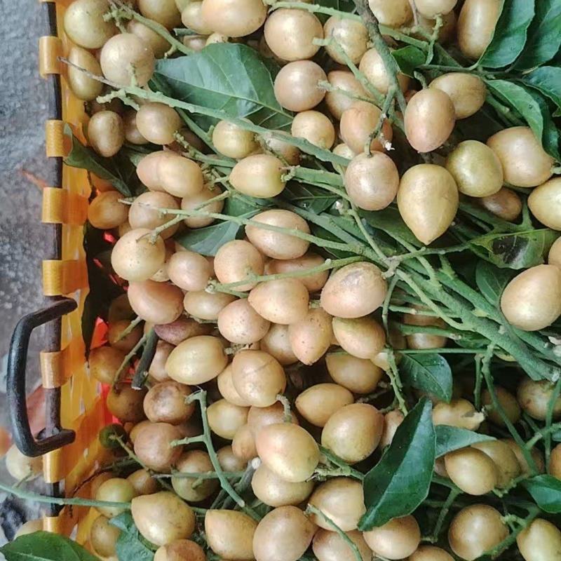 精品黄皮大量上市产地装车量大从优诚信经营致电联系