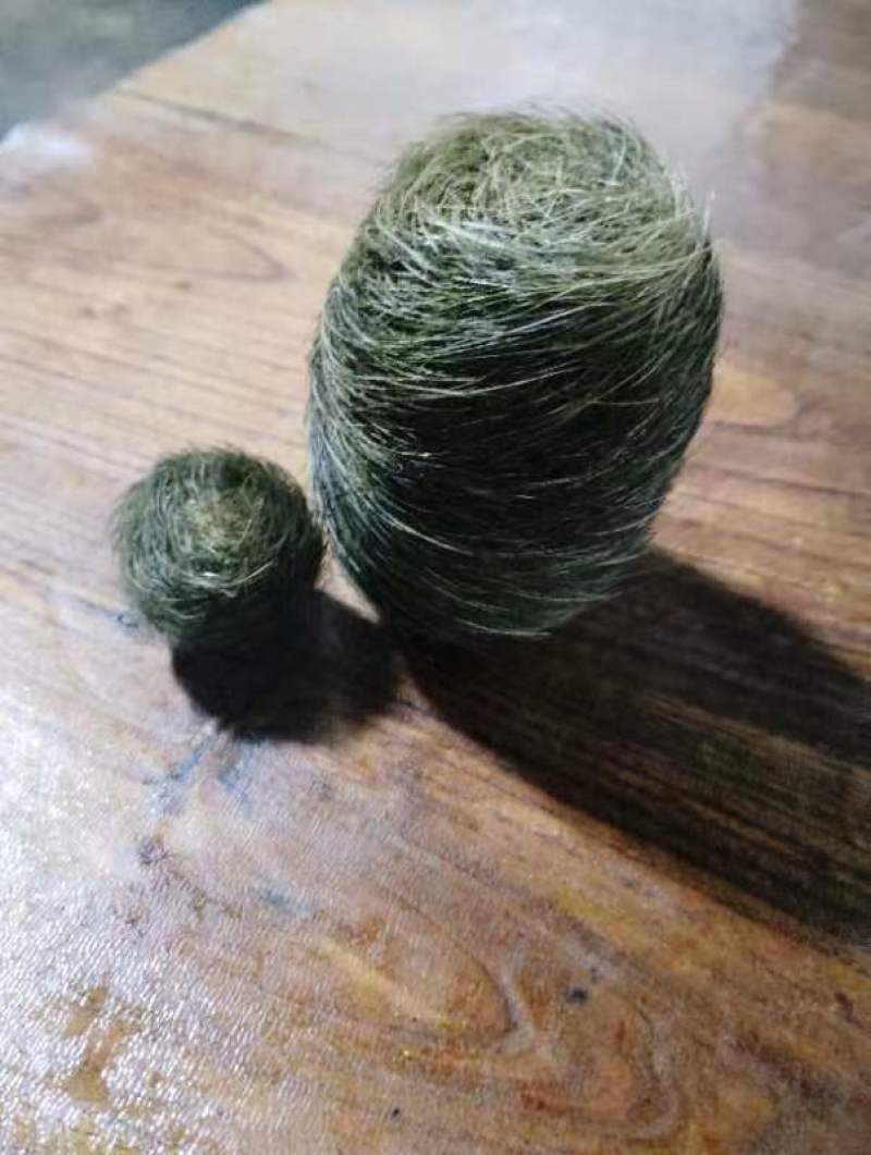 云南精品猪宝猪辰砂中药材欢迎有需求的老板来电质询