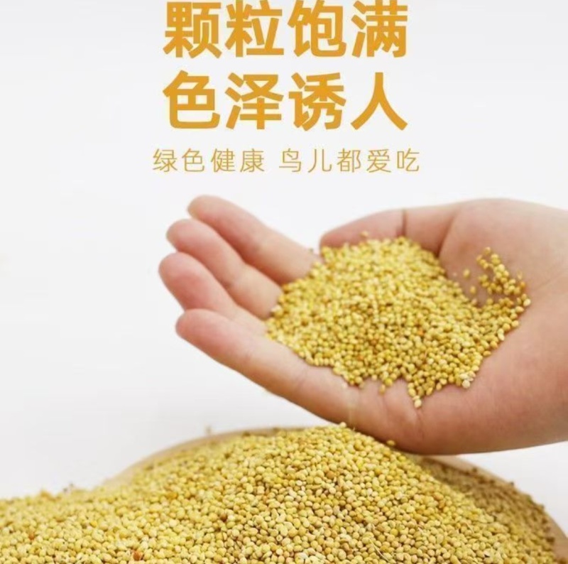 谷子
