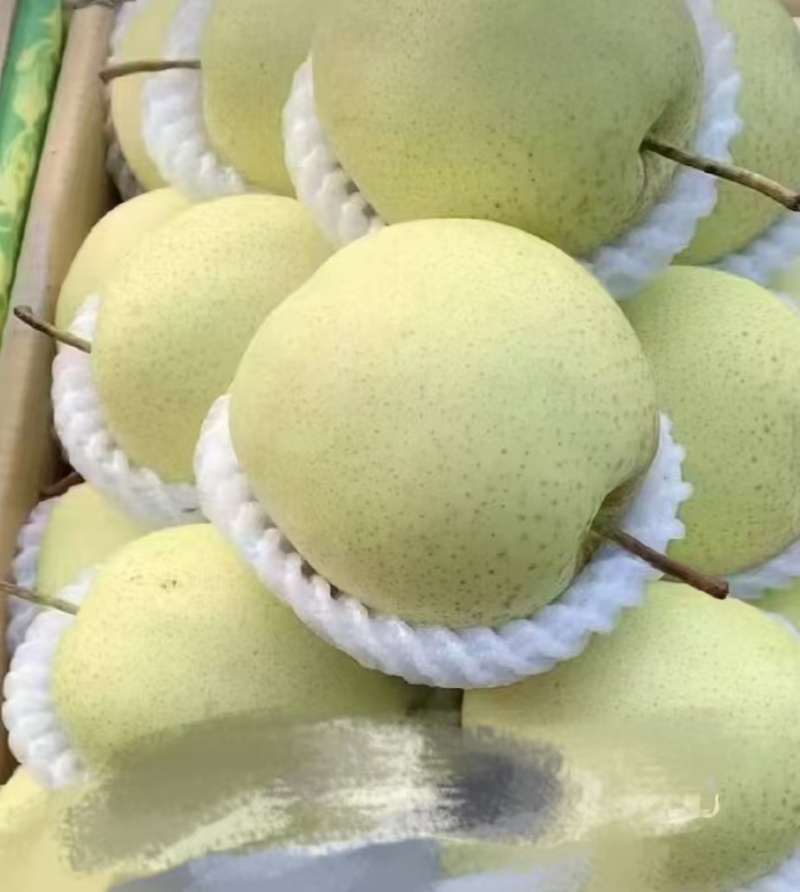【热卖推荐】河北精品雪梨源头基地直发一手货源