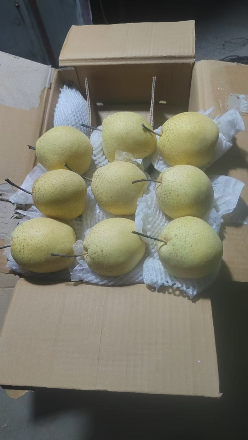 【热卖推荐】河北精品雪梨源头基地直发一手货源