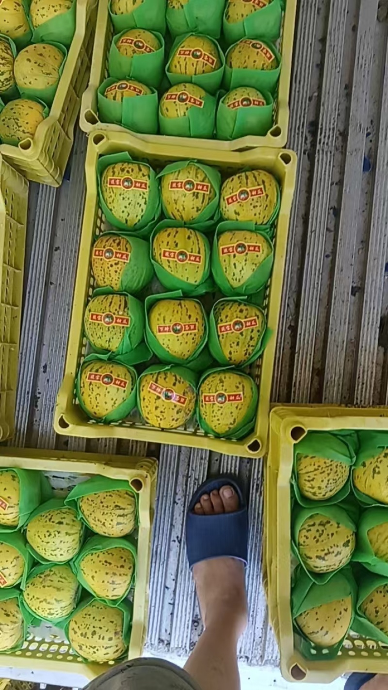 东北八里香甜花蕾甜瓜大量现货欢迎询单合作，线上线下均可，