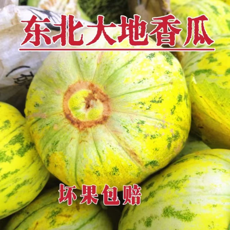 东北八里香甜花蕾甜瓜大量现货欢迎询单合作，线上线下均可，