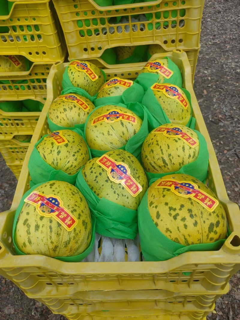 东北八里香甜花蕾甜瓜大量现货欢迎询单合作，线上线下均可，