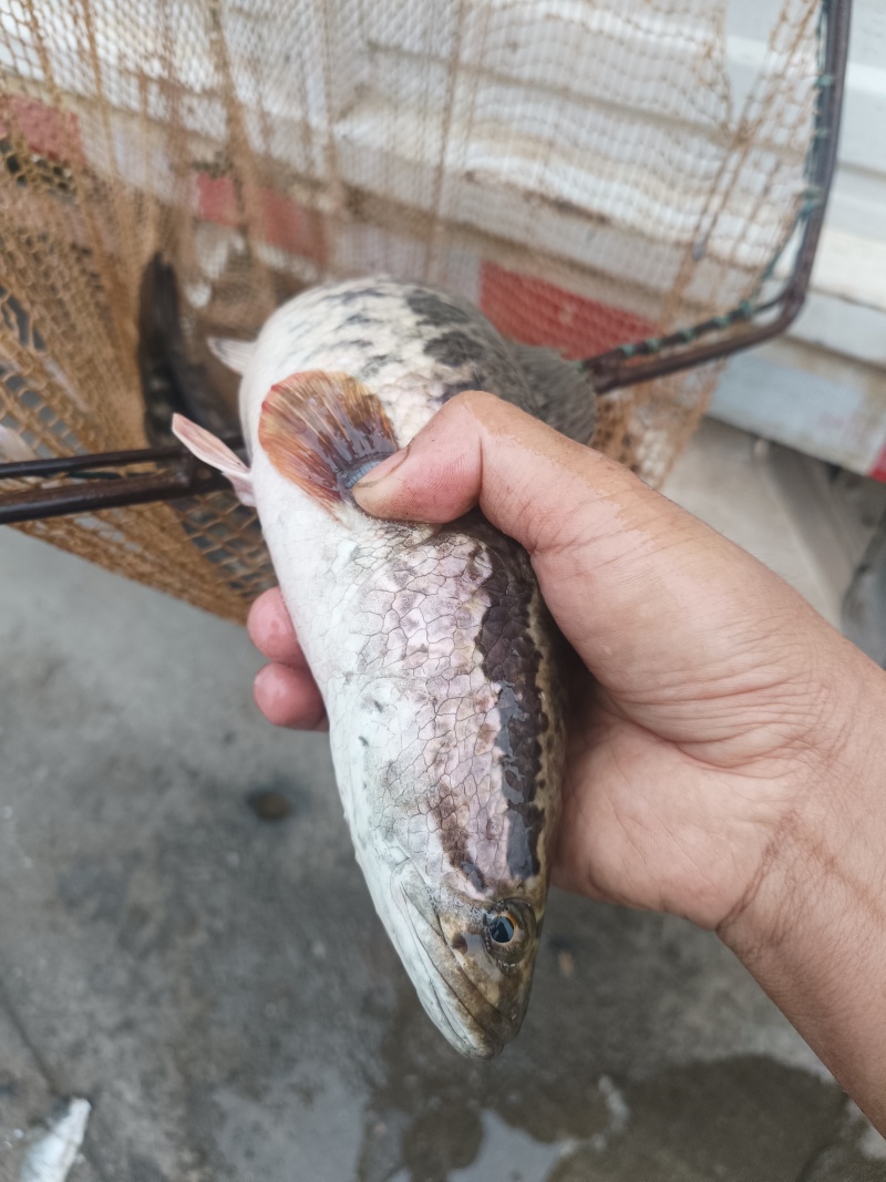 本地水库河流土黑鱼，酸菜鱼片的**，健康美味。