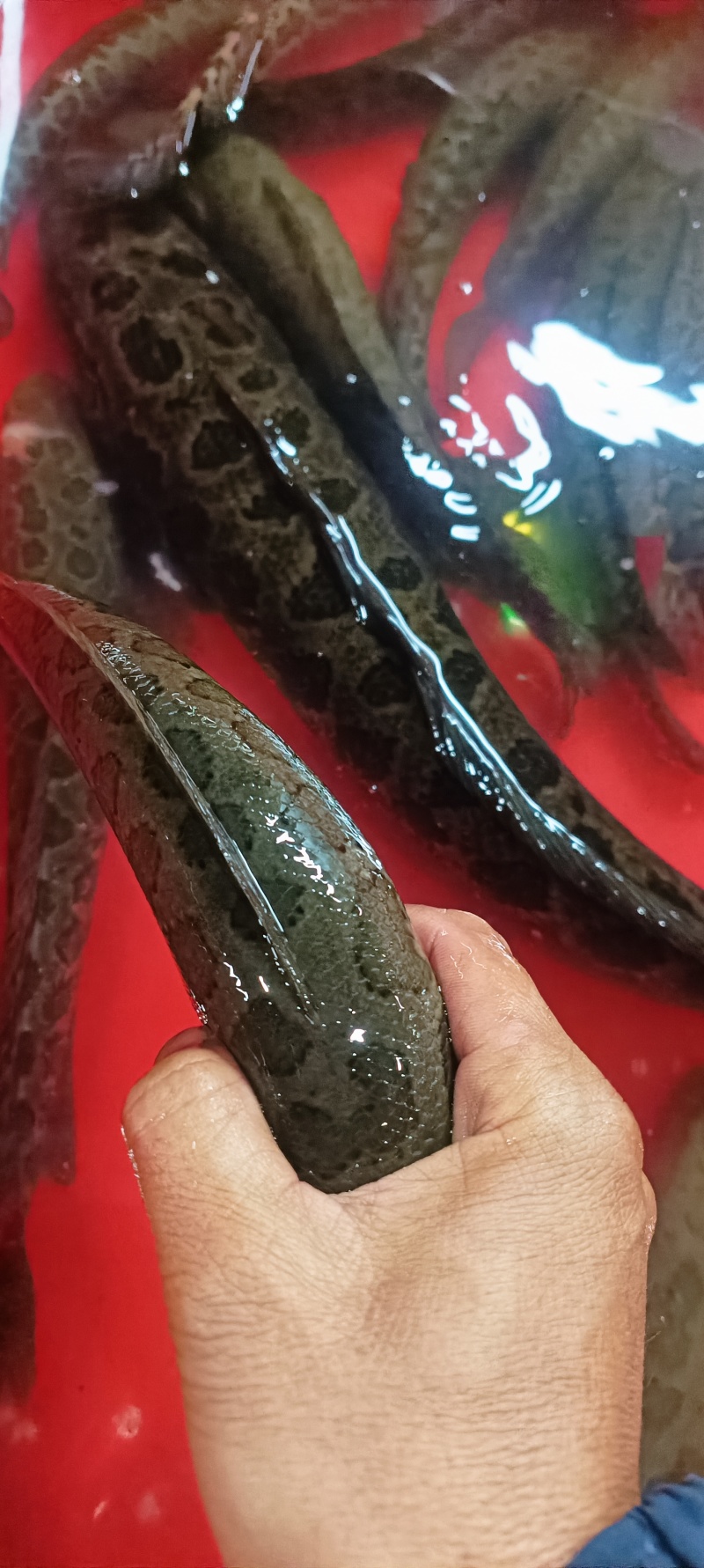 本地水库河流土黑鱼，酸菜鱼片的**，健康美味。