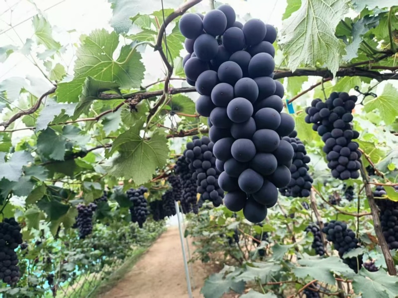 东北软枝巨峰葡萄媲美福安巨峰葡萄大量现货欢迎来电
