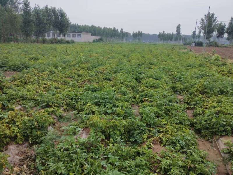 唐县沃土5号优质土豆，新鲜上市，现挖现发！
