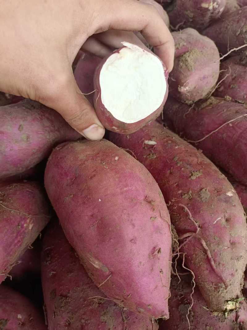 精品红薯白心红薯口感面甜白心黄心红薯对接全国市场