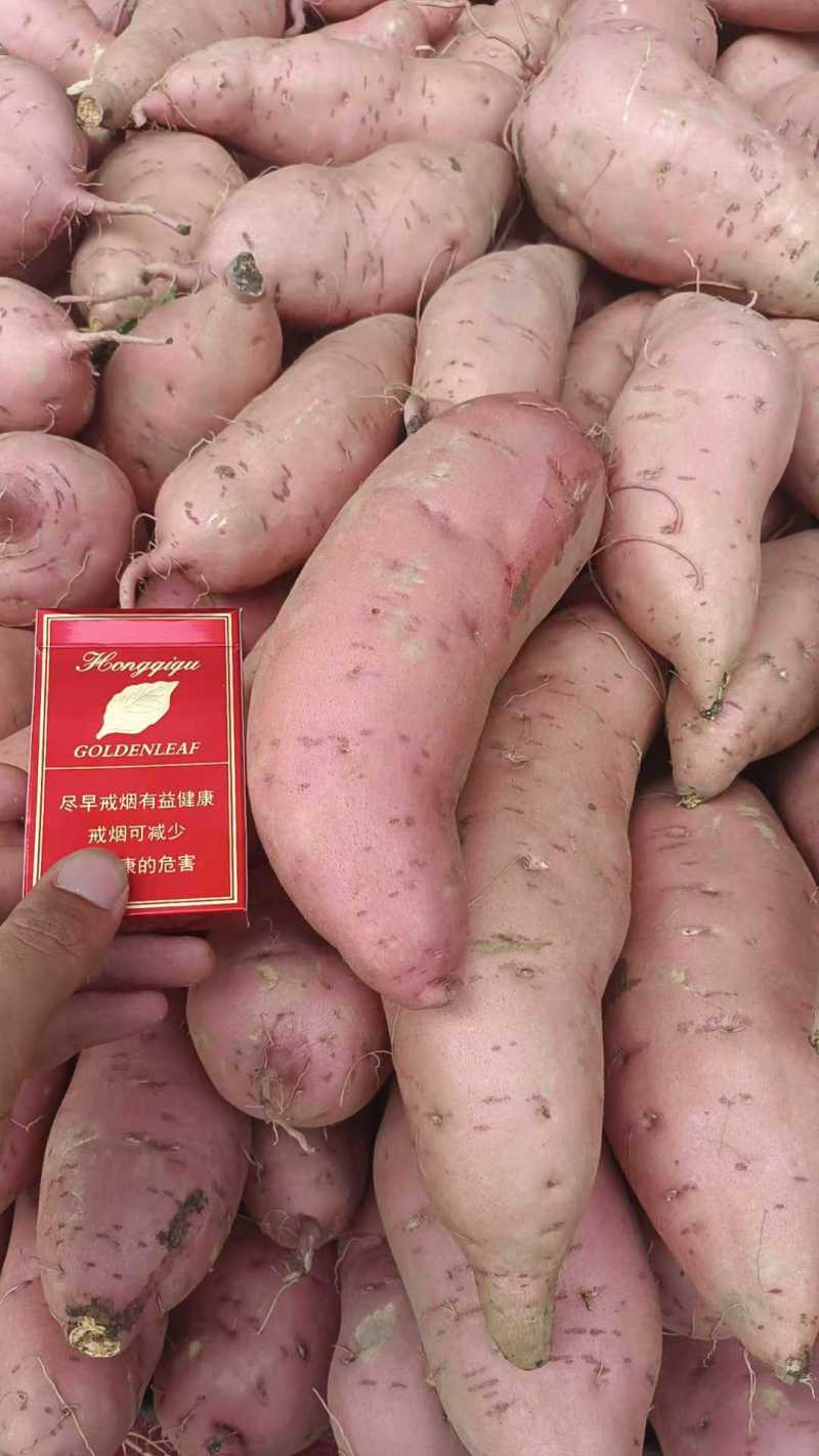 精品红薯白心红薯口感面甜白心黄心红薯对接全国市场