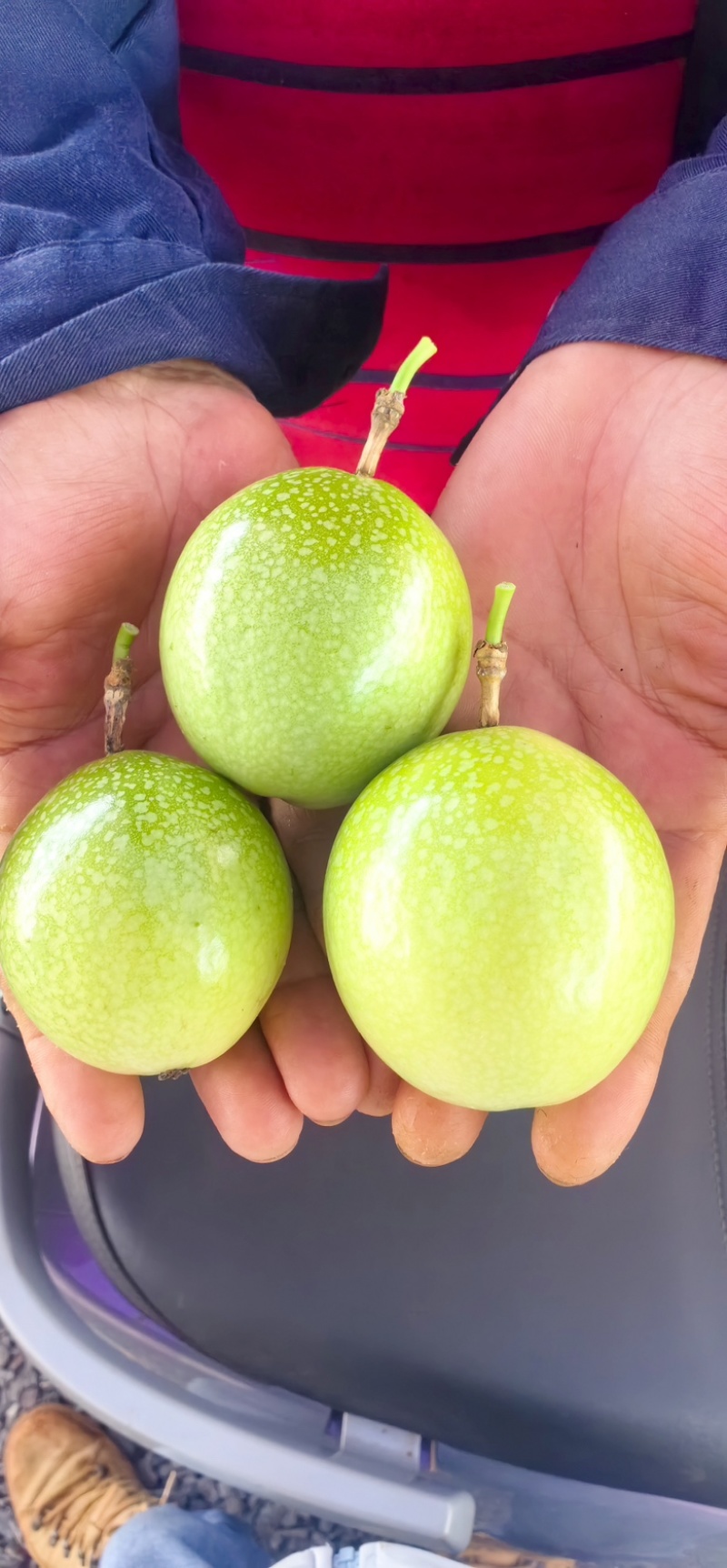 黄金百香果