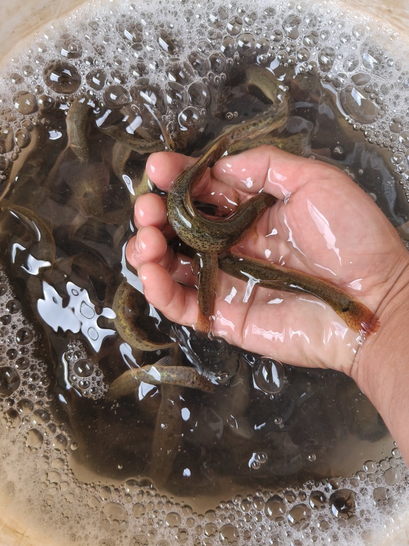 大自然中生长圆泥鳅，这个狡猾的小家伙不好抓。