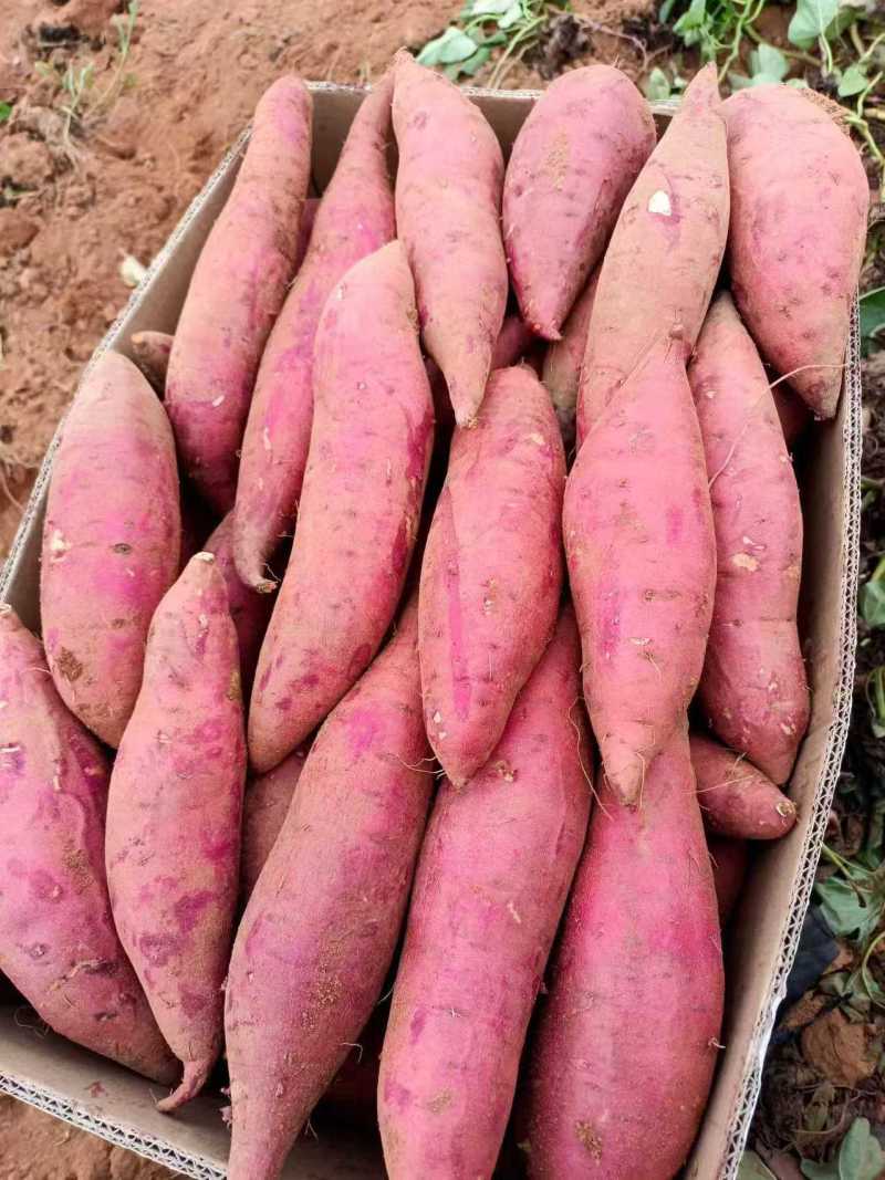 龙九红薯河南开封精品黄心红薯大量上市龙薯9号