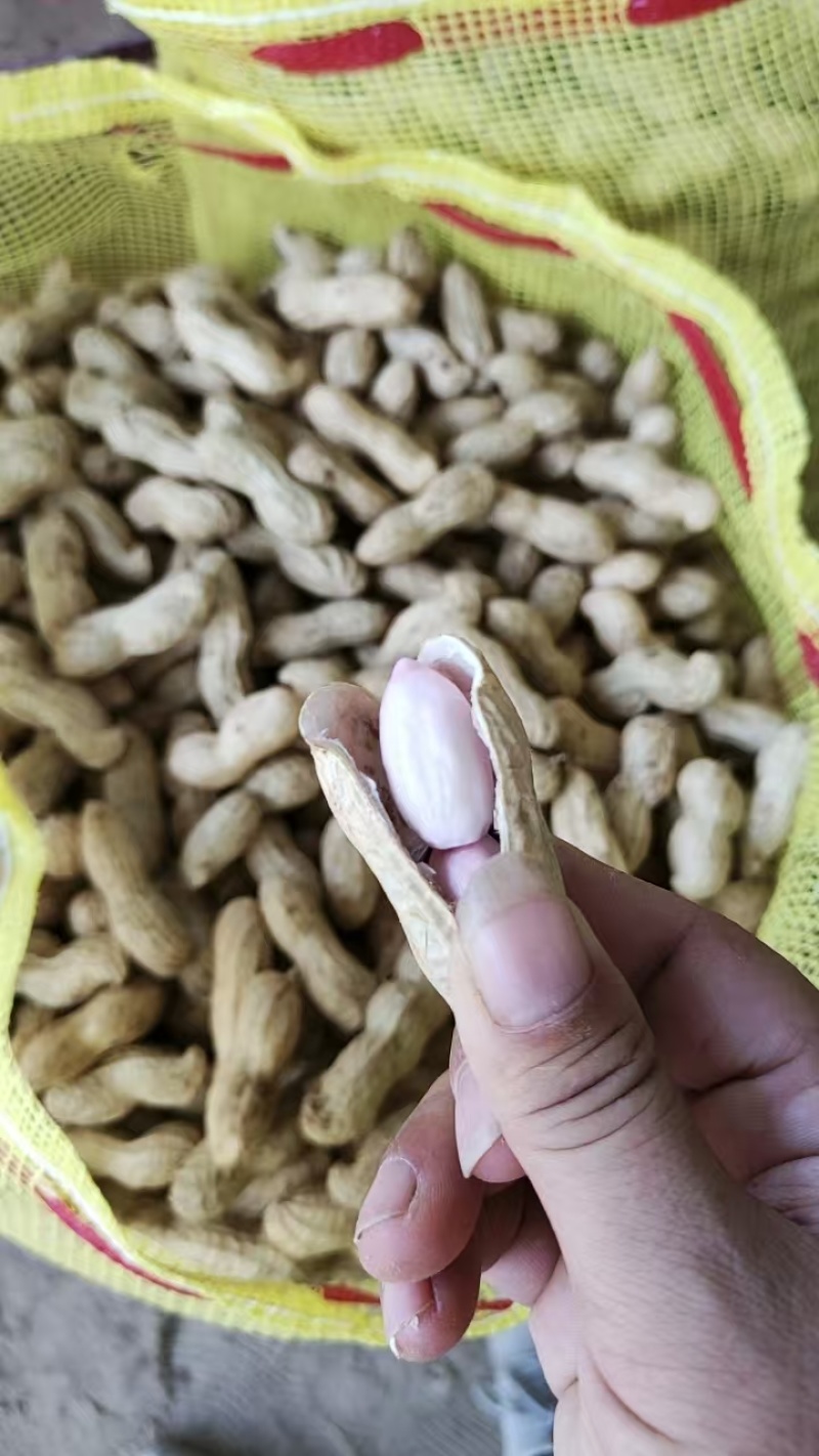 【大白沙花生】精品花生带壳鲜花生代发全国大白鲨花生