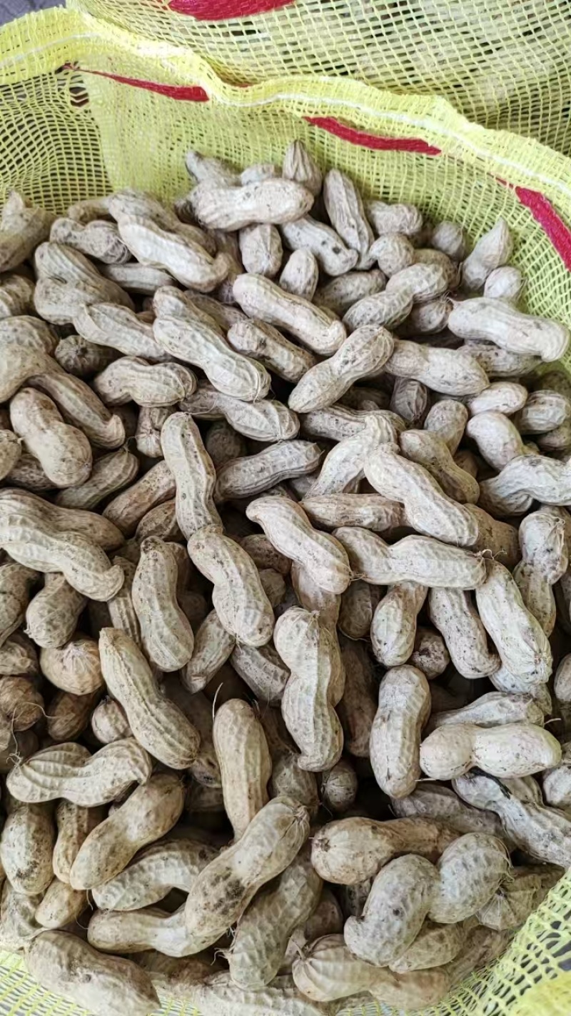 【大白沙花生】精品花生带壳鲜花生代发全国大白鲨花生