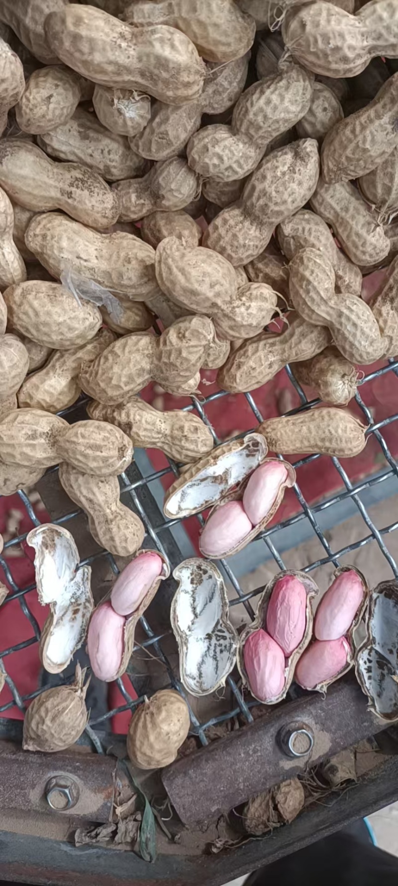 【大白沙花生】精品花生带壳鲜花生代发全国大白鲨花生