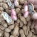 【大白沙花生】精品花生带壳鲜花生代发全国大白鲨花生