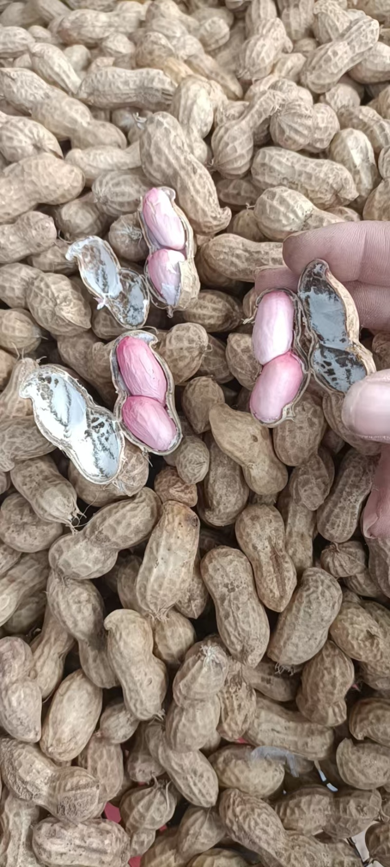【大白沙花生】精品花生带壳鲜花生代发全国大白鲨花生