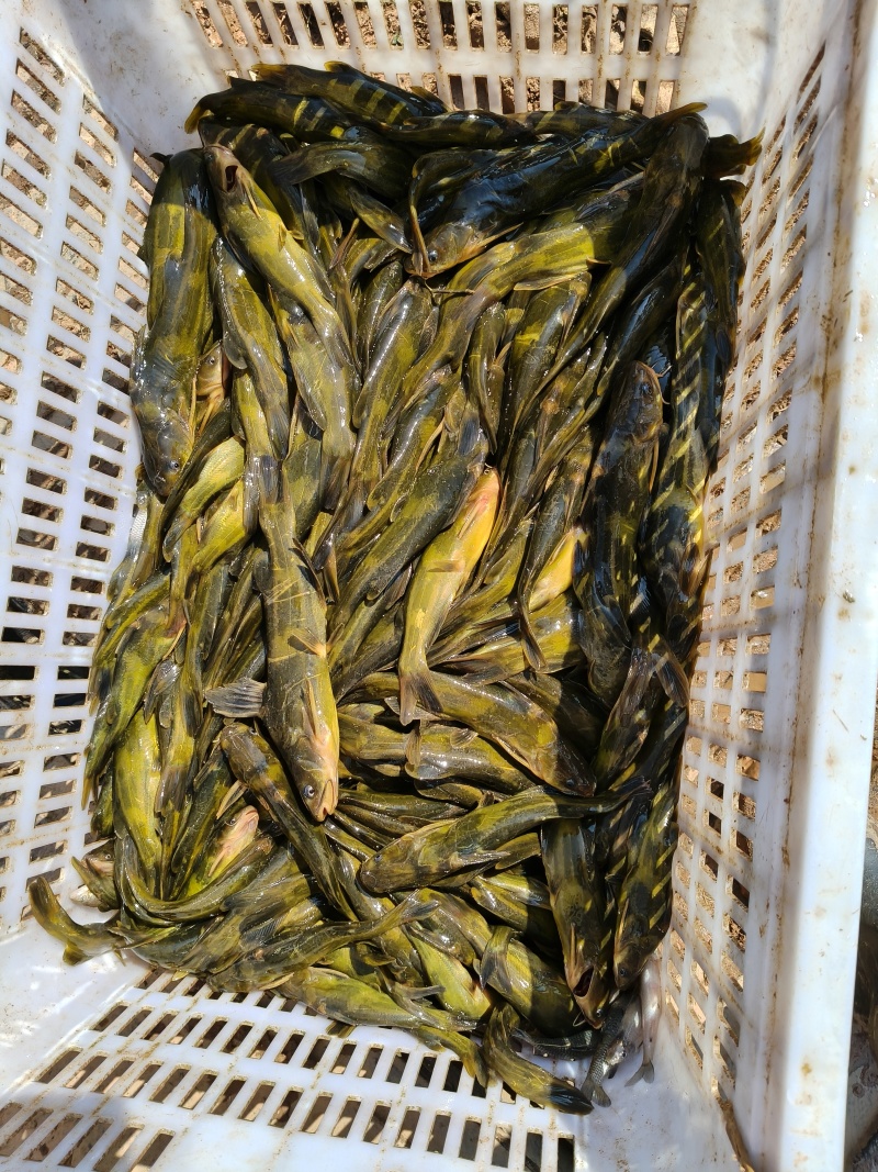 1斤八尾到三尾黄桑鱼全部为水库鱼质量非常好