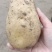 【精品土豆】沃土5号土豆黄皮黄心土豆产地直发可视频看货