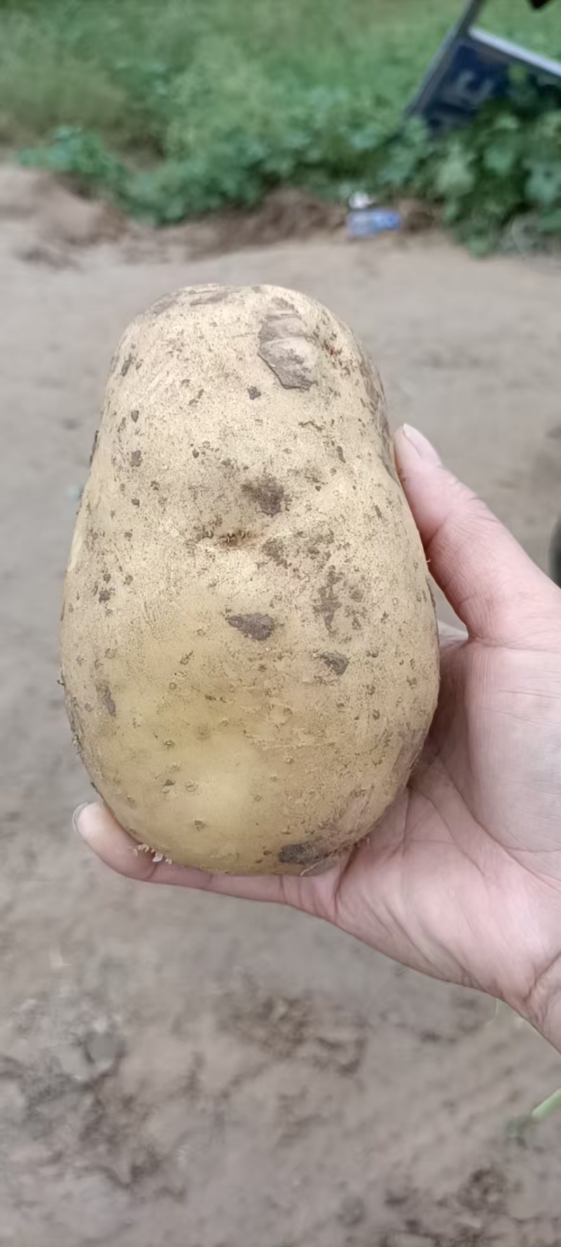 【精品土豆】沃土5号土豆黄皮黄心土豆产地直发可视频看货