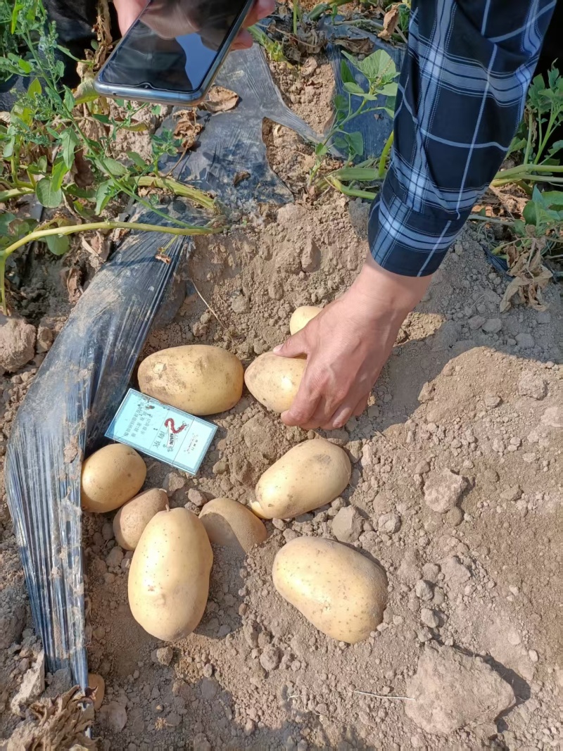 【精品土豆】沃土5号土豆黄皮黄心土豆产地直发可视频看货