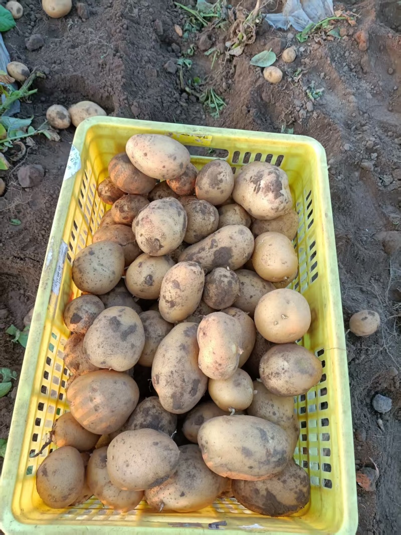 【精品土豆】沃土5号土豆黄皮黄心土豆产地直发可视频看货
