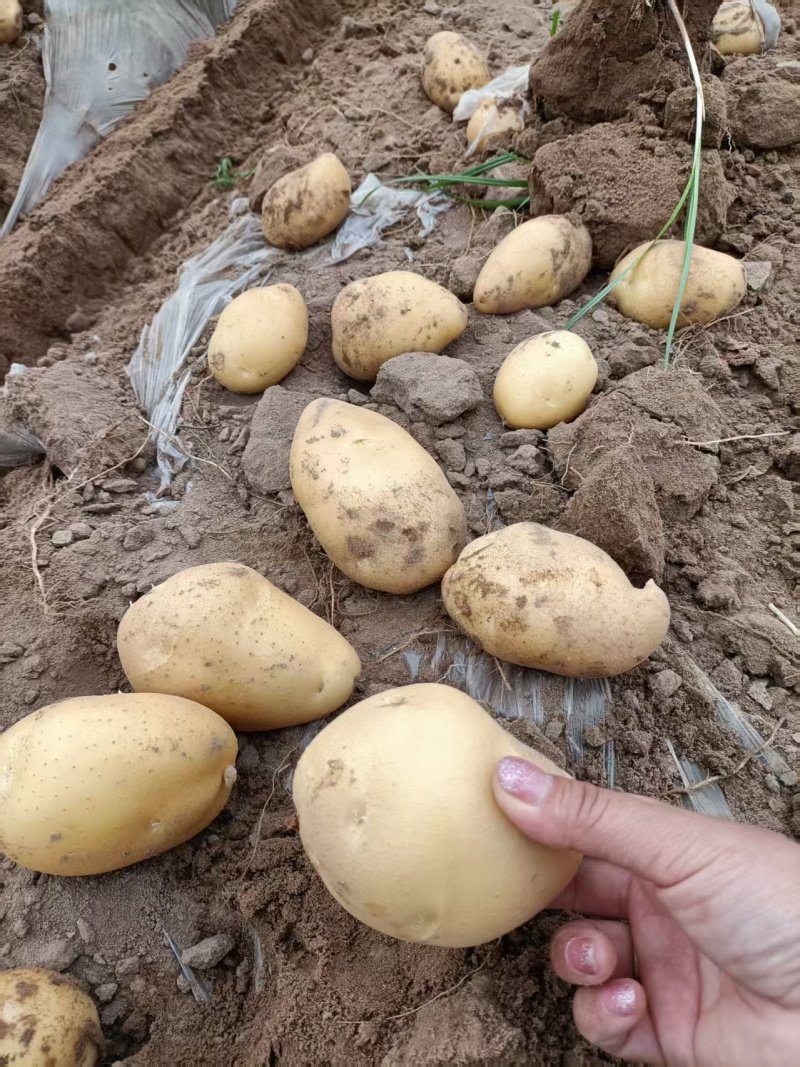 【精品土豆】沃土5号土豆黄皮黄心土豆产地直发可视频看货