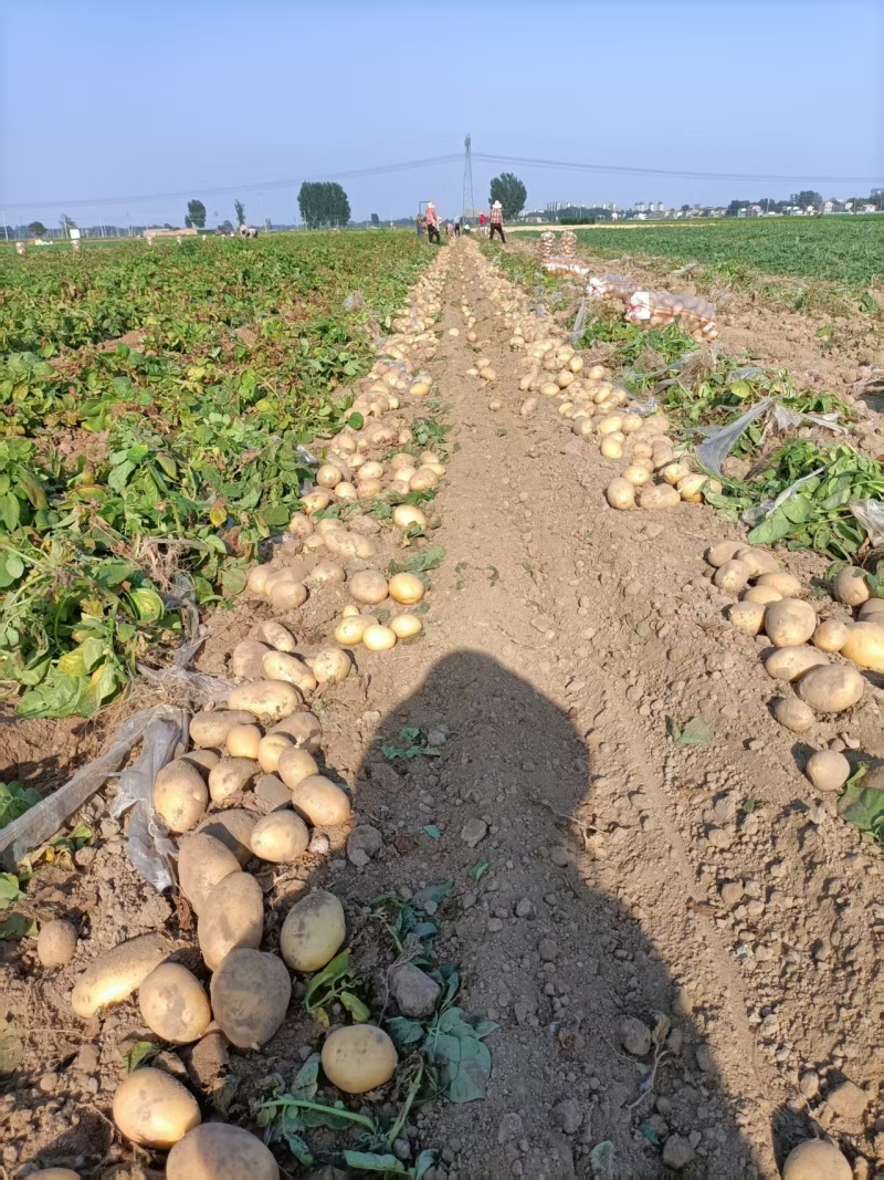 【精品土豆】沃土5号土豆黄皮黄心土豆产地直发可视频看货