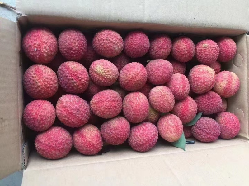 广西荔枝精品鸡嘴荔枝大量上市口感甜一件代发