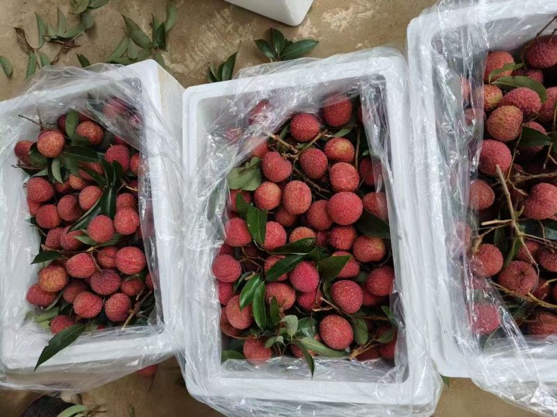 广西荔枝精品鸡嘴荔枝大量上市口感甜一件代发