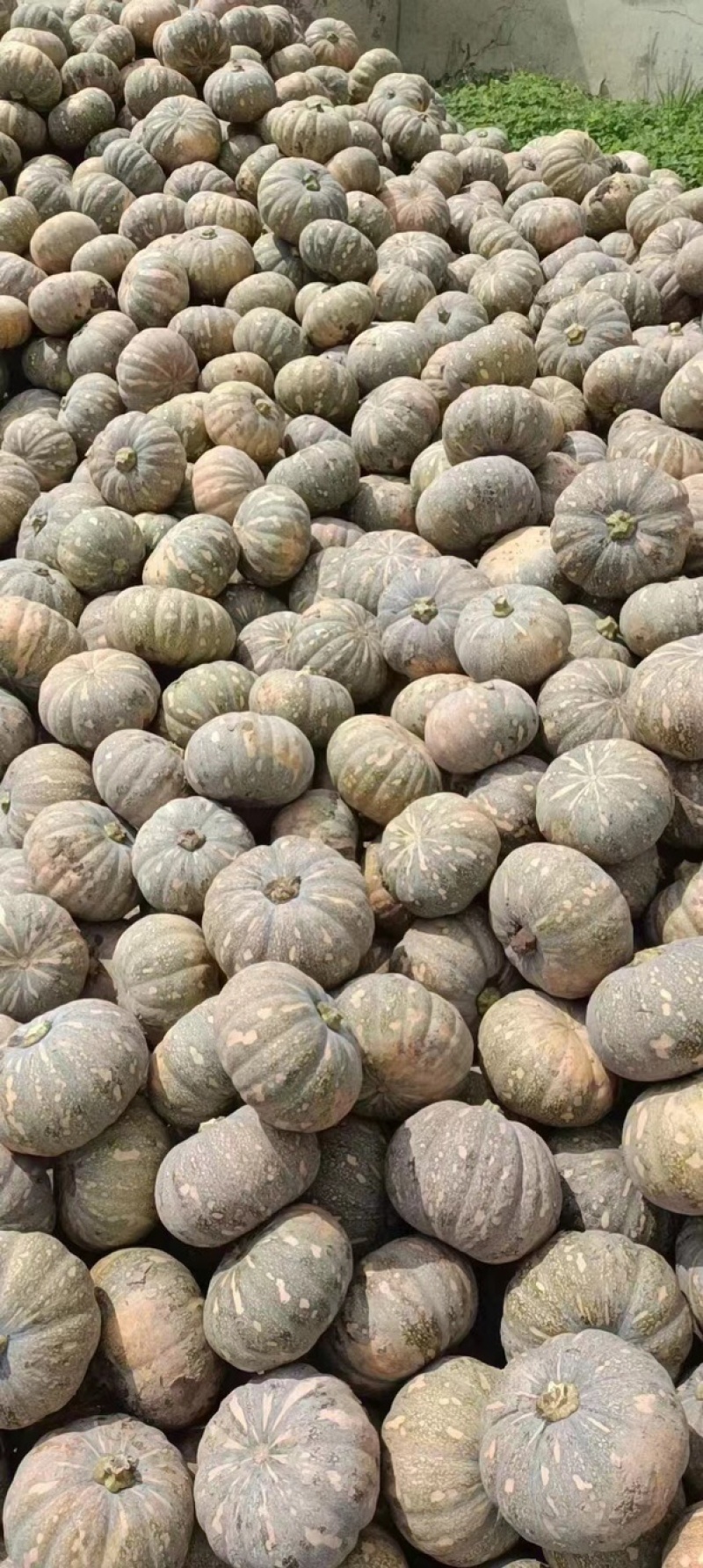 204南瓜盘龙南瓜基地直发量大从优欢迎来电咨询