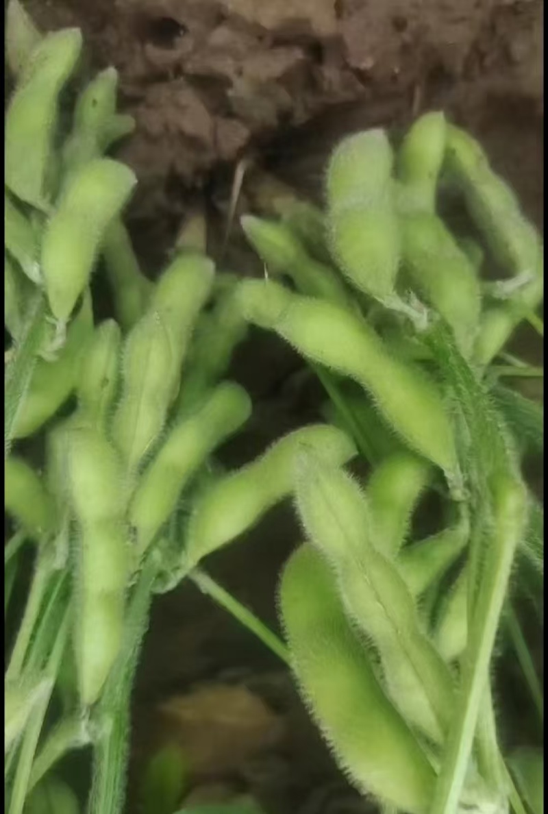 精品推荐，翠绿宝毛豆，粒粒饱满，对接全国，一手货源，产地