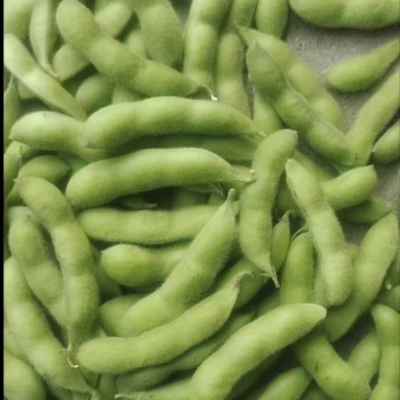 精品推荐，翠绿宝毛豆，粒粒饱满，对接全国，一手货源，产地