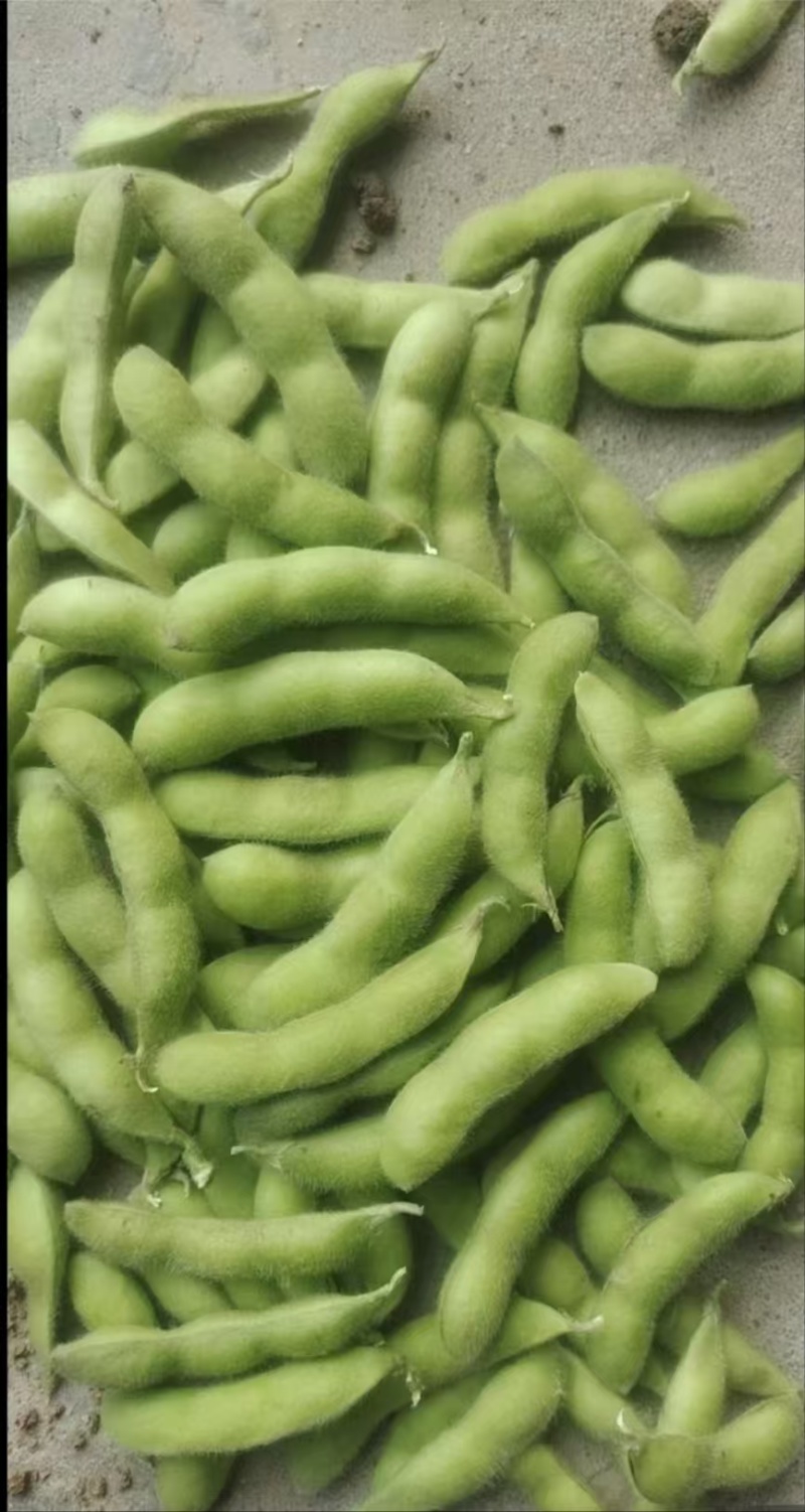 精品推荐，翠绿宝毛豆，粒粒饱满，对接全国，一手货源，产地