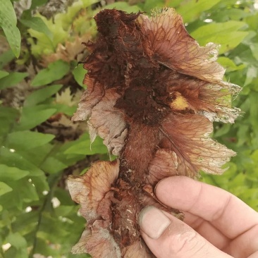 【每日推荐】贵州骨碎补新鲜骨碎补自然生长产地直发品质保障
