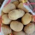 随州黄心土豆大量上市货源充足保质保量诚信合作欢迎来电