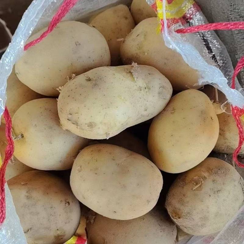 随州黄心土豆大量上市货源充足保质保量诚信合作欢迎来电