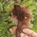 【每日推荐】贵州骨碎补新鲜骨碎补自然生长产地直发品质保障