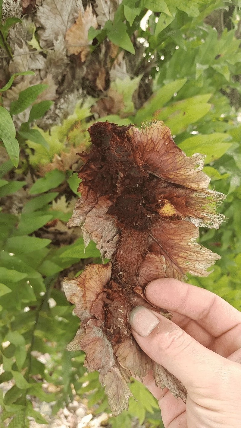 【每日推荐】贵州骨碎补新鲜骨碎补自然生长产地直发品质保障