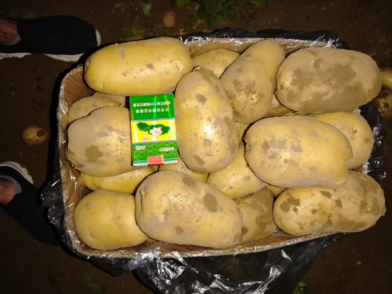 随州黄心土豆大量上市货源充足保质保量诚信合作欢迎来电