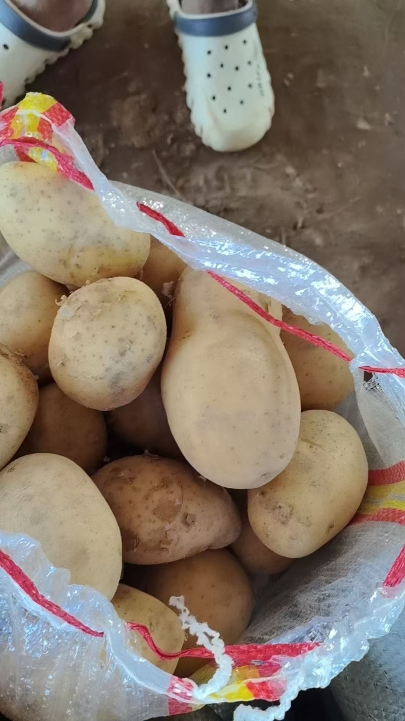 随州黄心土豆大量上市货源充足保质保量诚信合作欢迎来电