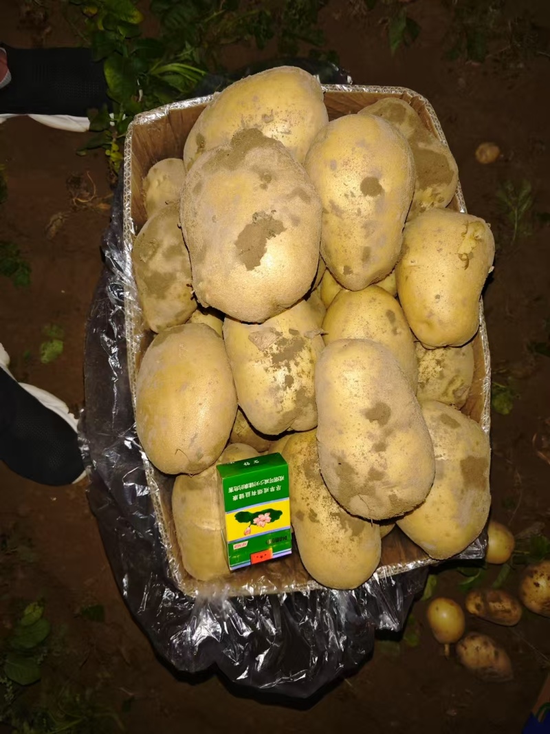 随州黄心土豆大量上市货源充足保质保量诚信合作欢迎来电