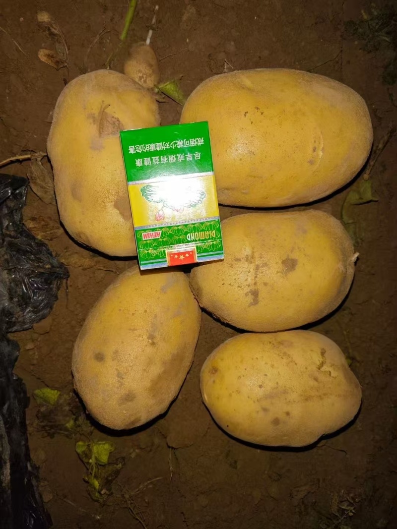 随州黄心土豆大量上市货源充足保质保量诚信合作欢迎来电