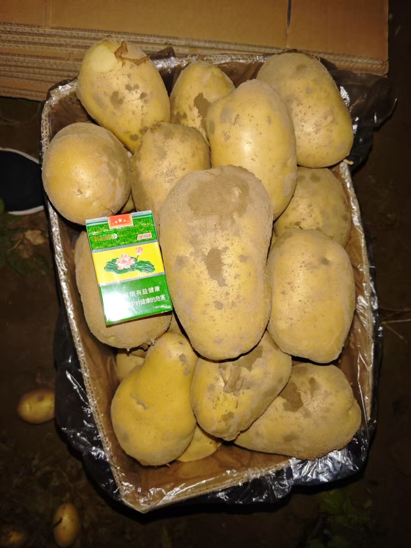 随州黄心土豆大量上市货源充足保质保量诚信合作欢迎来电