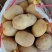 随州黄心土豆大量上市货源充足保质保量诚信合作欢迎来电