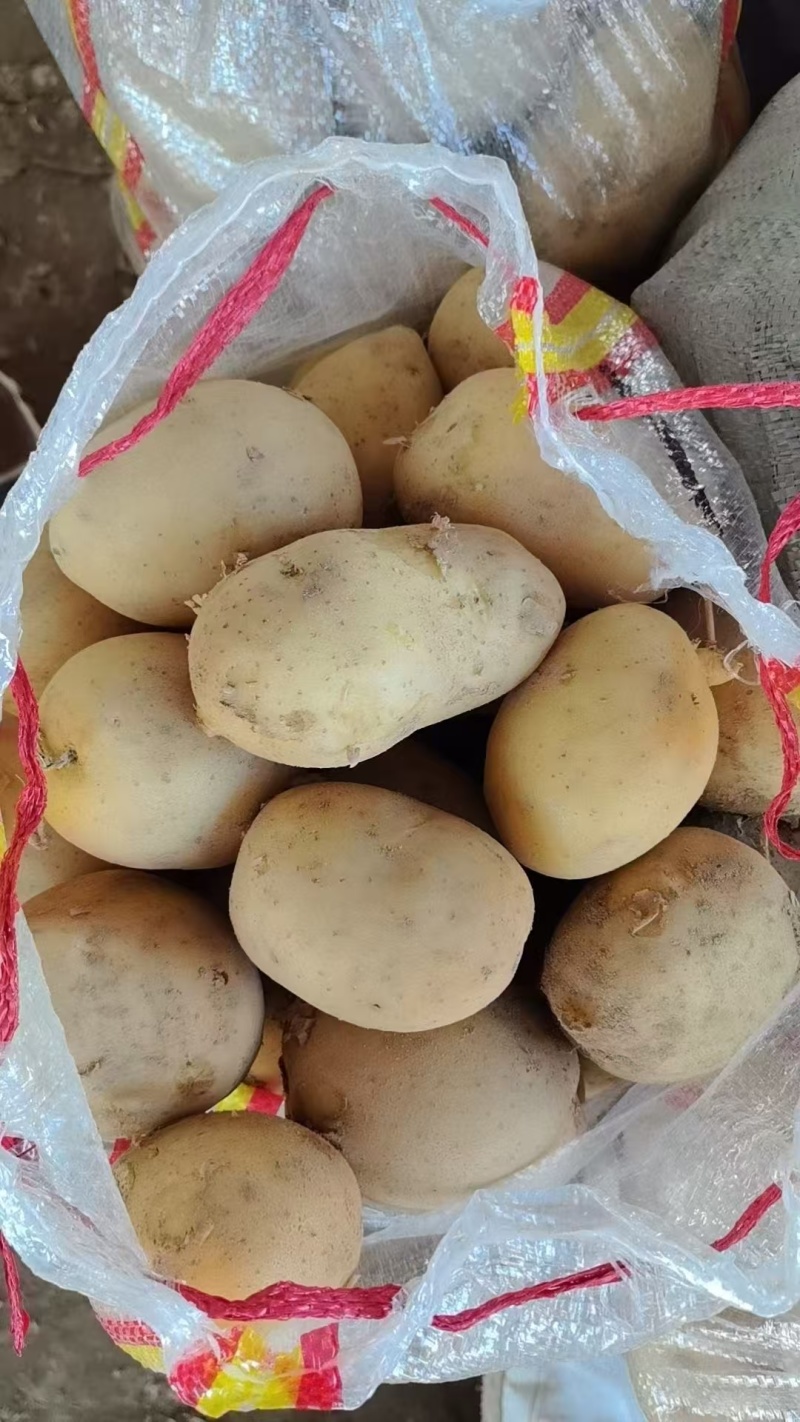 随州黄心土豆大量上市货源充足保质保量诚信合作欢迎来电