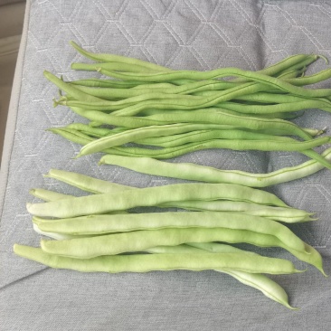 产地豆角大量上市！架豆王！白豆角无丝豆！小白龙豆角大紫袍