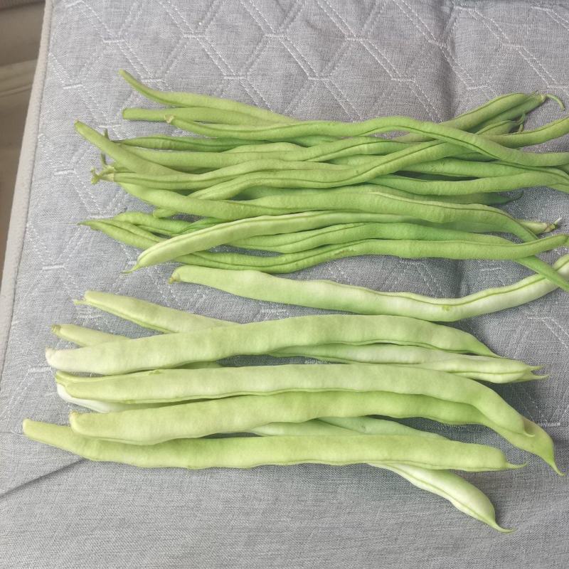 产地豆角大量上市！架豆王！白豆角无丝豆！小白龙豆角大紫袍